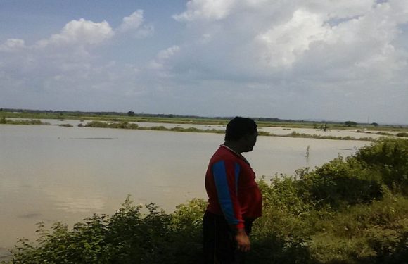 Banjir Surut, Petambak Bandeng Masih Was – Was