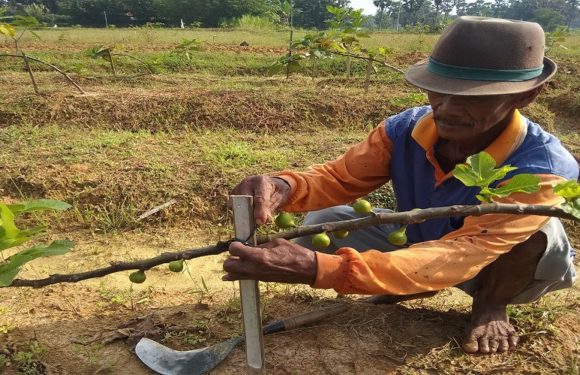 Banyak Kendala, Tetap Mantap Kembangkan Buah Dari Taman Surga