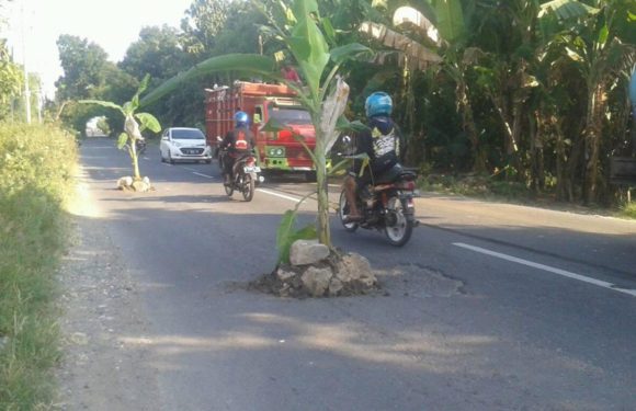 Pagi Ditanami Pisang, Siang Sudah Mulus