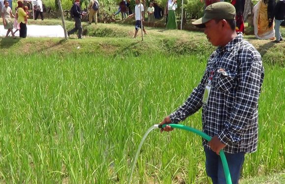 Panen Padi Di Lahan Kering Berkat Rekayasa Pengairan, Caranya ?