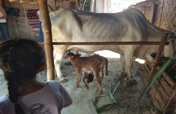 “Begitu Keluar, Pemilik Sapi Langsung Berucap Istighfar…”