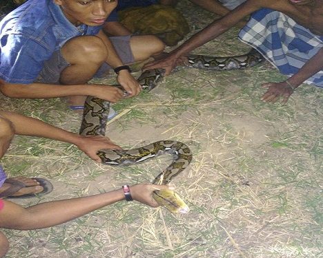 “Kita Cepit Kepalanya, Ekornya Kita Tarik…”