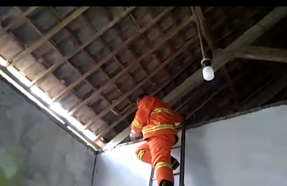 Tegang, Petugas Damkar Tangkap Ular Di Atap Rumah Warga