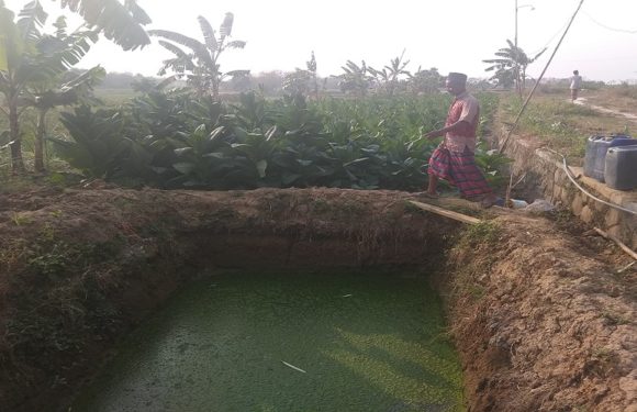 Rela Tampung Air Limbah Dan Kencing Sapi, Demi Selamatkan Tembakau