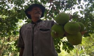 Petani di Desa Woro, Kecamatan Kragan menunjukkan buah sukun.