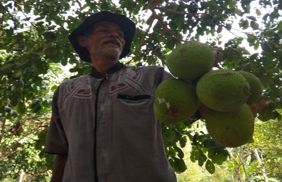 Buah Sering Dibiarkan Berserakan, Ini Alasan Banyak Pohon Sukun Ditebang