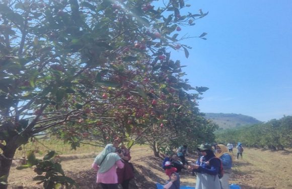 Jambu Citra Ludes Diserbu Pengunjung, Pengelola Akui Punya PR