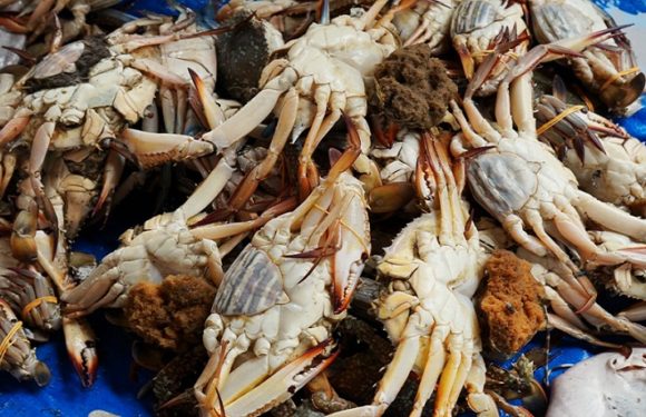 Sudah Dilarang, Nelayan Masih Saja Nekat