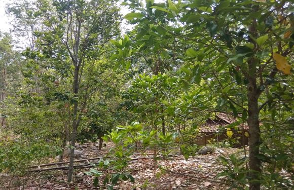 Komoditas Menjanjikan Yang Kurang Dilirik