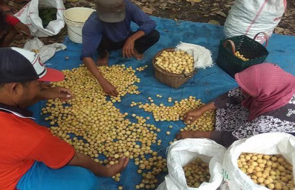 Menikmati Pesona Lain Bukit Nganten, Tak Sekedar Buah Duku