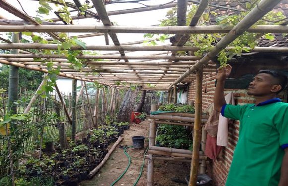 Kisah “Profesor” Anggur : Sulap Pekarangan Rumah, Dapatkan Harga Bibit Mengejutkan Dari Ukraina