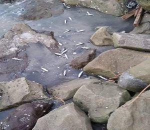Ikan – ikan mati di pesisir Kecamatan Kaliori.