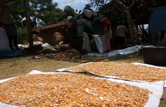 Selain Keuletan Petani, Ada Faktor Penentu Dibalik Keberhasilan Komoditas Jagung