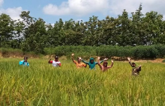 Sukses Kembangkan Padi Di Lahan Tandus, Paminto Blak – Blakan Bocorkan Rahasianya