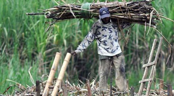 Sempat Terpuruk, Pemerintah Lontarkan Janji Demi Menggairahkan Sektor Tanaman Tebu