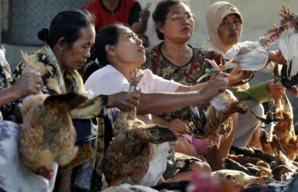 Pilih Salurkan Ayam Ketimbang Kambing, Bupati Punya Alasan Kuat