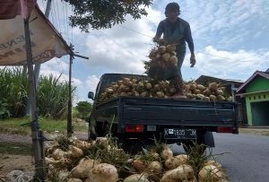 Petani di Desa Sendangagung, Kecamatan Pamotan menurunkan hasil panen buah bengkuang dari atas kendaraan, Kamis (09/05).