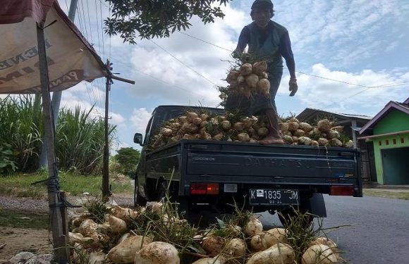 Faktor Yang Mempengaruhi, Dibalik Kesuksesan Panen Bengkuang
