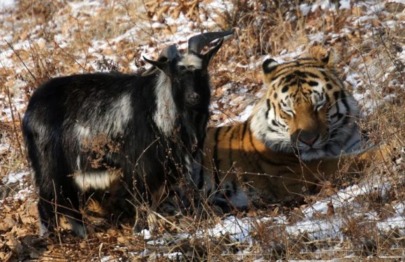 Kambing Sukses Kalahkan Harimau, Kok Bisa ?