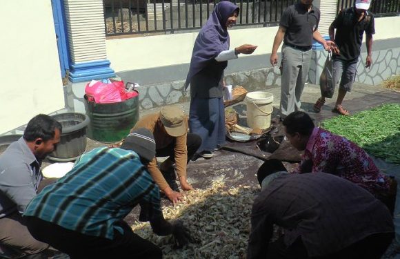Solusi Musim kemarau : Usai Fermentasi Gedebog Pisang, Respon Ternak Mengejutkan