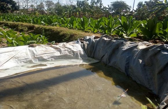 Biaya Operasional Petani Tembakau Membengkak, Berharap Harga Naik