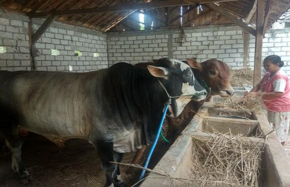 Hari Biasa Dijual Dengan Timbangan Bobot, Beda Saat Menjelang idul Adha