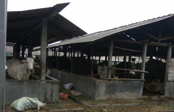 KTT Sapi Kandang Komunal Terbesar Di Kab. Rembang, Yukk Kita Intip Rahasianya