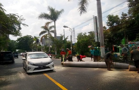 Tebang Palem, Pohon Ini Yang Menjadi Kandidat Pengganti