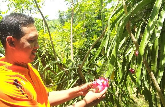 Marak Panen Buah Naga, Masalah Ini Yang Diharapkan Petani