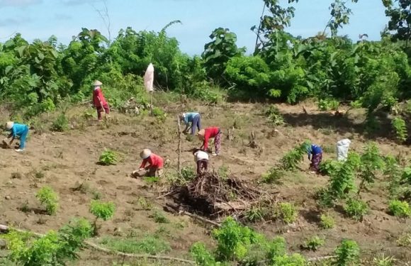 Penggunaan Lahan Hutan, Perhutani Siapkan Pengukuran Ulang