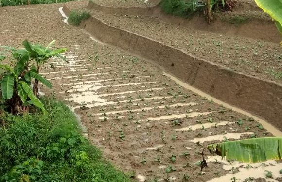 Curah Hujan Tinggi Di Awal Masa Tanam Tembakau, Dampaknya ?