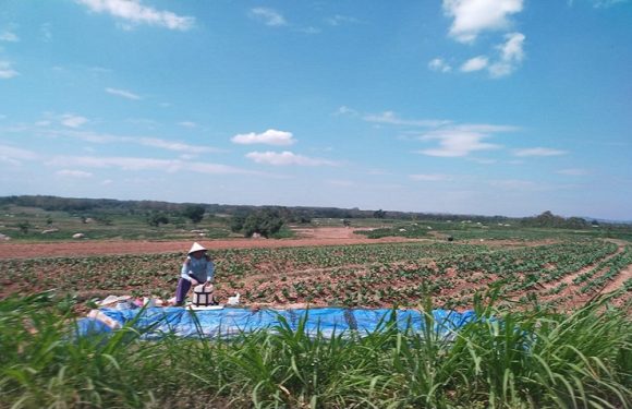 Hama Ulat Merebak, Alasan Ini Kenapa Petani Tembakau Dilarang Semprot Pestisida