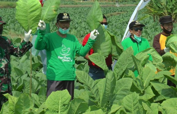 Ketemu Perusahaan Mitra, Petani Tembakau Menumpahkan Sejumlah Keluhan
