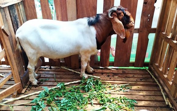 Kembangkan Kambing Dari Afrika Selatan, Ingin Libatkan Masyarakat Lebih Luas
