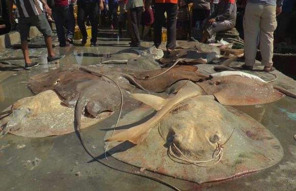 Efek Pandemi, Dua Hal Ini Yang Dirasakan Nelayan Cantrang Rembang