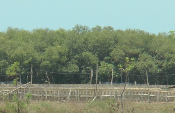 Pihak Dinbudpar Ingatkan Kata Kunci, Jika Warga Tasikharjo Ingin Kembangkan Hutan Bakau Untuk Wisata
