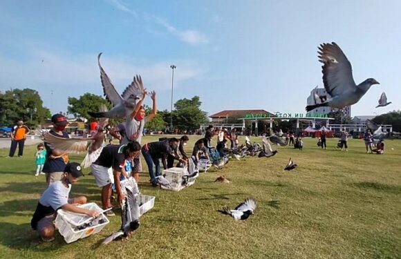 Ternyata Ini Rahasianya, Merpati Dilepas Ke Alam Bebas Mampu Balik Kandang