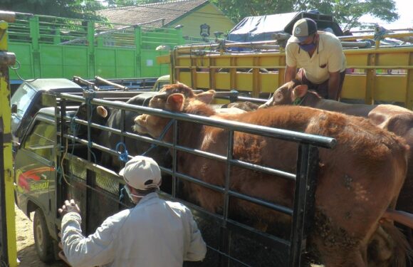 RPH Tidak Memungkinkan, Pemkab Rembang Perbolehkan Penyembelihan Hewan Qurban Secara Mandiri