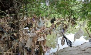 Sampah menempel di rumpun bambu, pinggir Sungai Bagan Lasem.