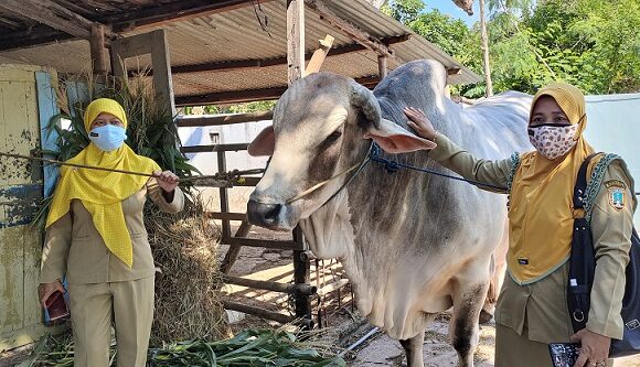 Berbobot 1 Ton, Presiden Jokowi Beli Sapi Qurban Dari Kab. Rembang