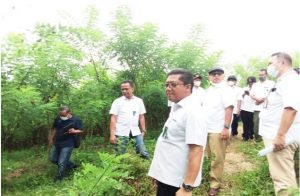 Direktur Utama Perhutani, Wahyu Kuncoro mengecek tanaman gamal di area KPH Mantingan.