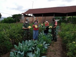 Panen sayur di pusat sayur-sayuran yang dikembangkan di Desa Tegaldowo, Kecamatan Gunem.
