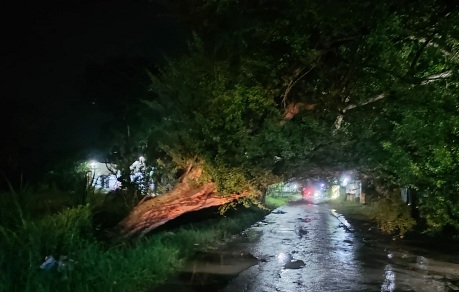 Pohon Tumbang Di 3 Lokasi, Berjibaku Sampai Larut Malam