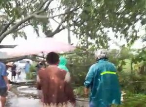 Pohon tumbang di sebelah timur Desa Japerejo, Kecamatan Pamotan, Sabtu sore.