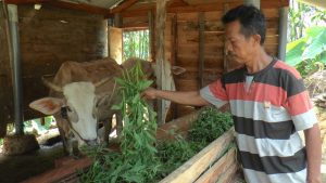 Seorang warga di Kabupaten Rembang memberikan pakan ke ternak sapi.