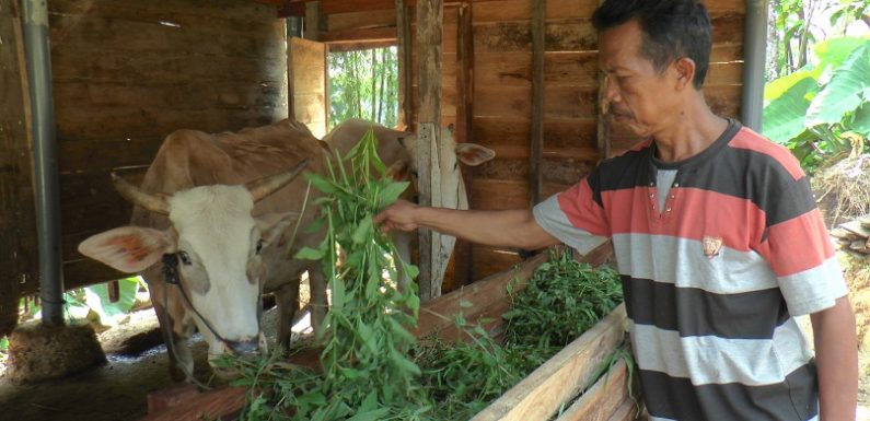 Dampak PMK Terasa Pada Jumlah Hewan Qurban, Bupati : “Jangan Sampai Mereka Putus Asa…”