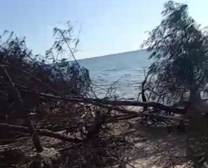 Pohon cemara yang ambruk di Pulau Gede semakin banyak.