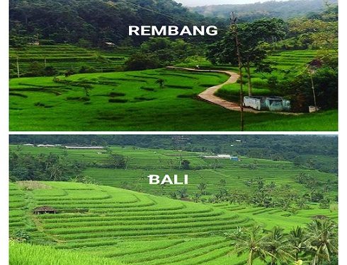 Mirip Ubud Bali, Keindahan Sawah Di Rembang Ini Menyedot Perhatian!! Yang Datang, Langsung Ketagihan