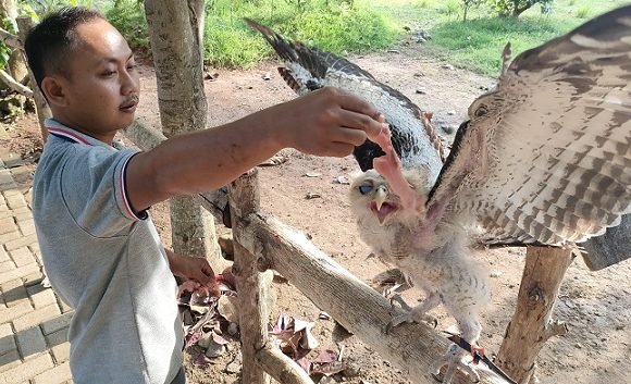 Ular Menjadi Yang Termudah, Rangkong Sering Lepas!! Tambahan Satwa Ini Kerap Diminta Pengunjung