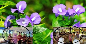 SMP N 3 Pamotan meluncurkan produk teh bunga telang, sebagai upaya penguatan profil pelajar Pancasila.